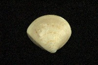 藏品(普通文蛤)的圖片